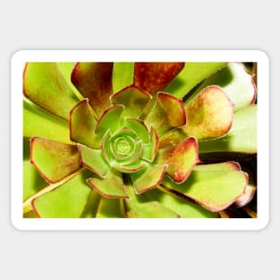 Aeonium Evergreen Succulent Sticker